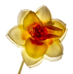 Chad Kleitsch - Flor sin título nº 82, Fotografía 2005, Impresión posterior