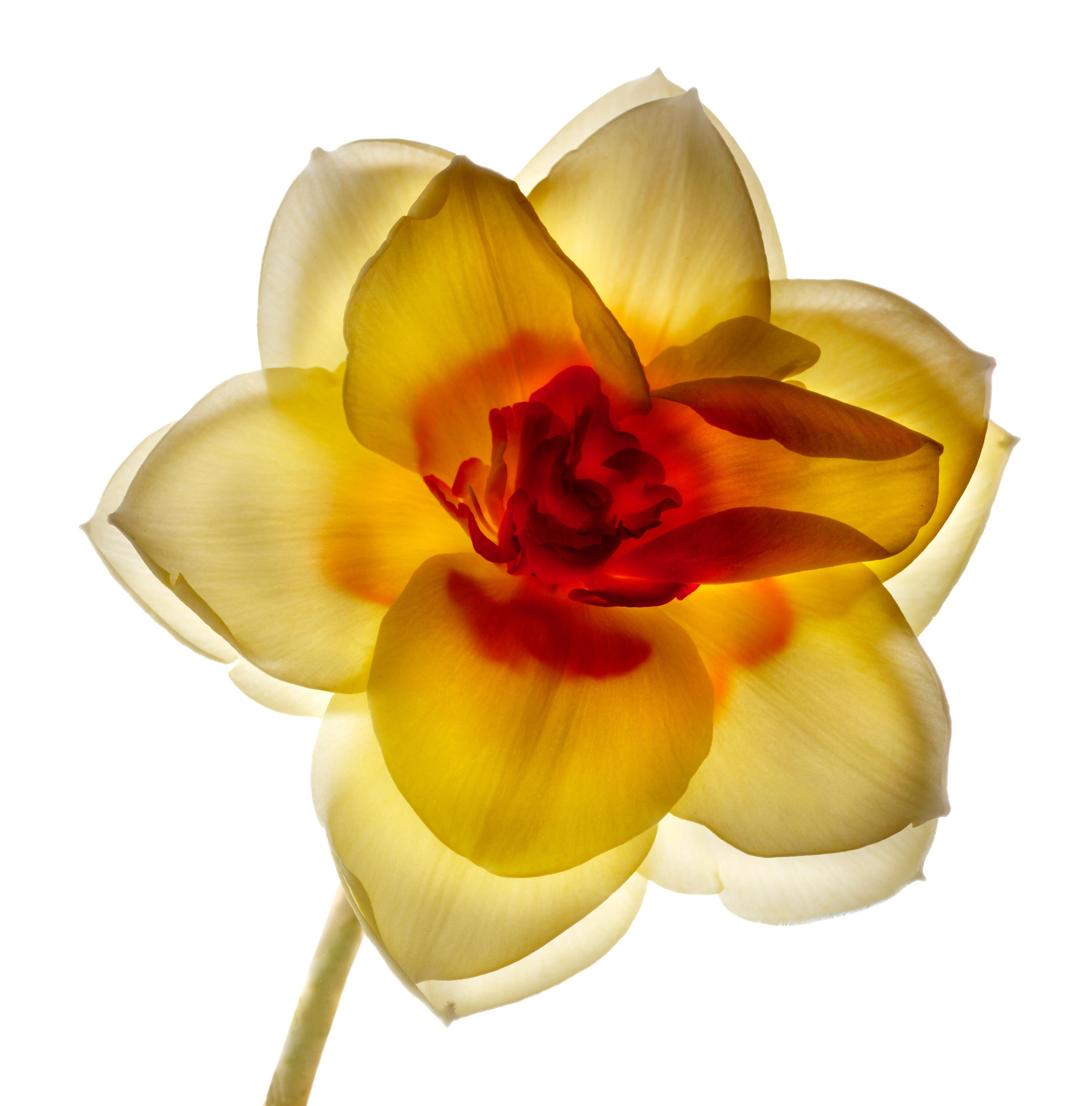 Chad Kleitsch - Untitled Flower # 82, Photography 2005, Printed After