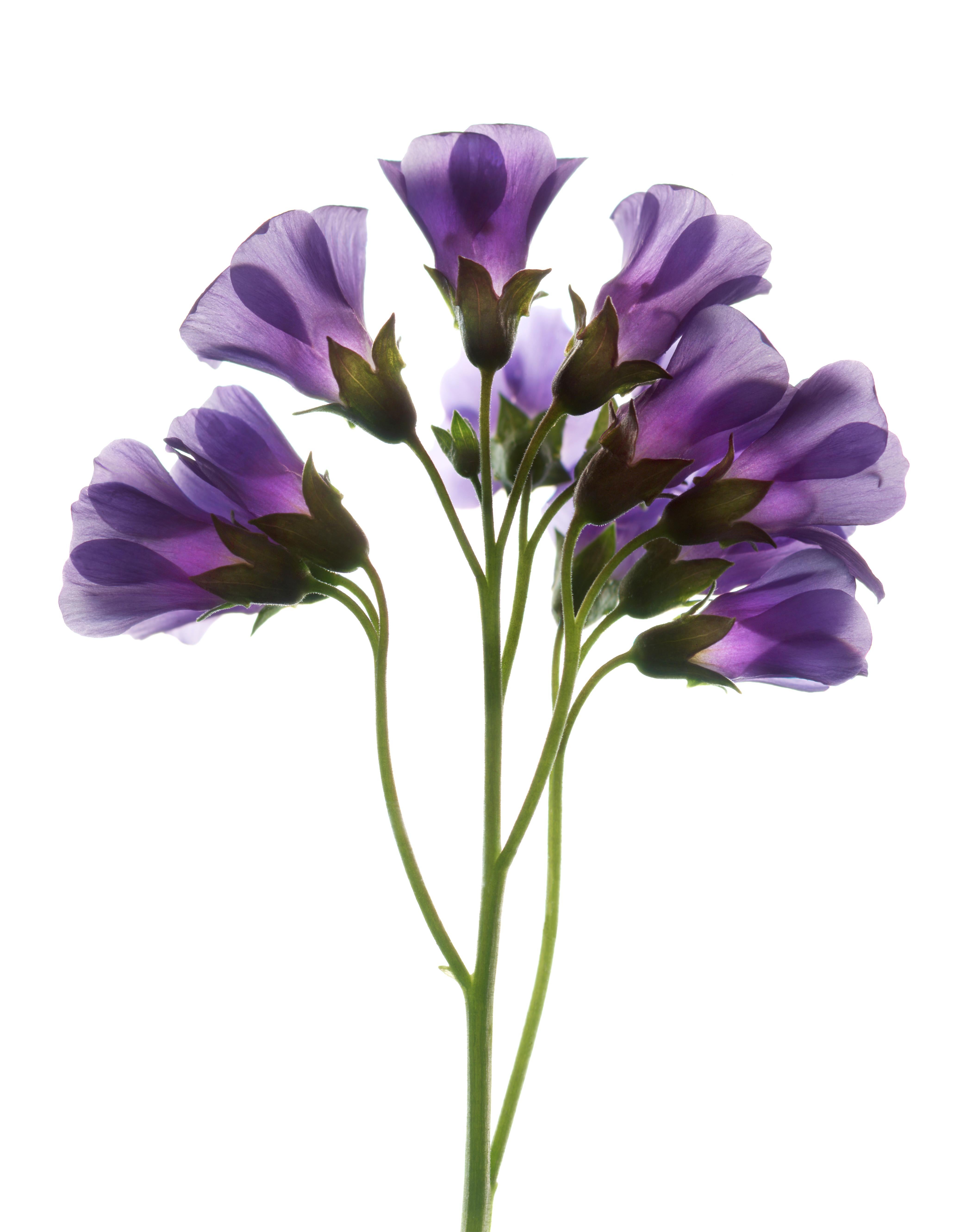 Chad Kleitsch - Flor sin título nº 86, Fotografía 2005, Impreso después de