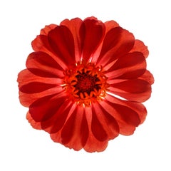 Chad Kleitsch - Flor sin título nº 87, Fotografía 2005, Impreso después de