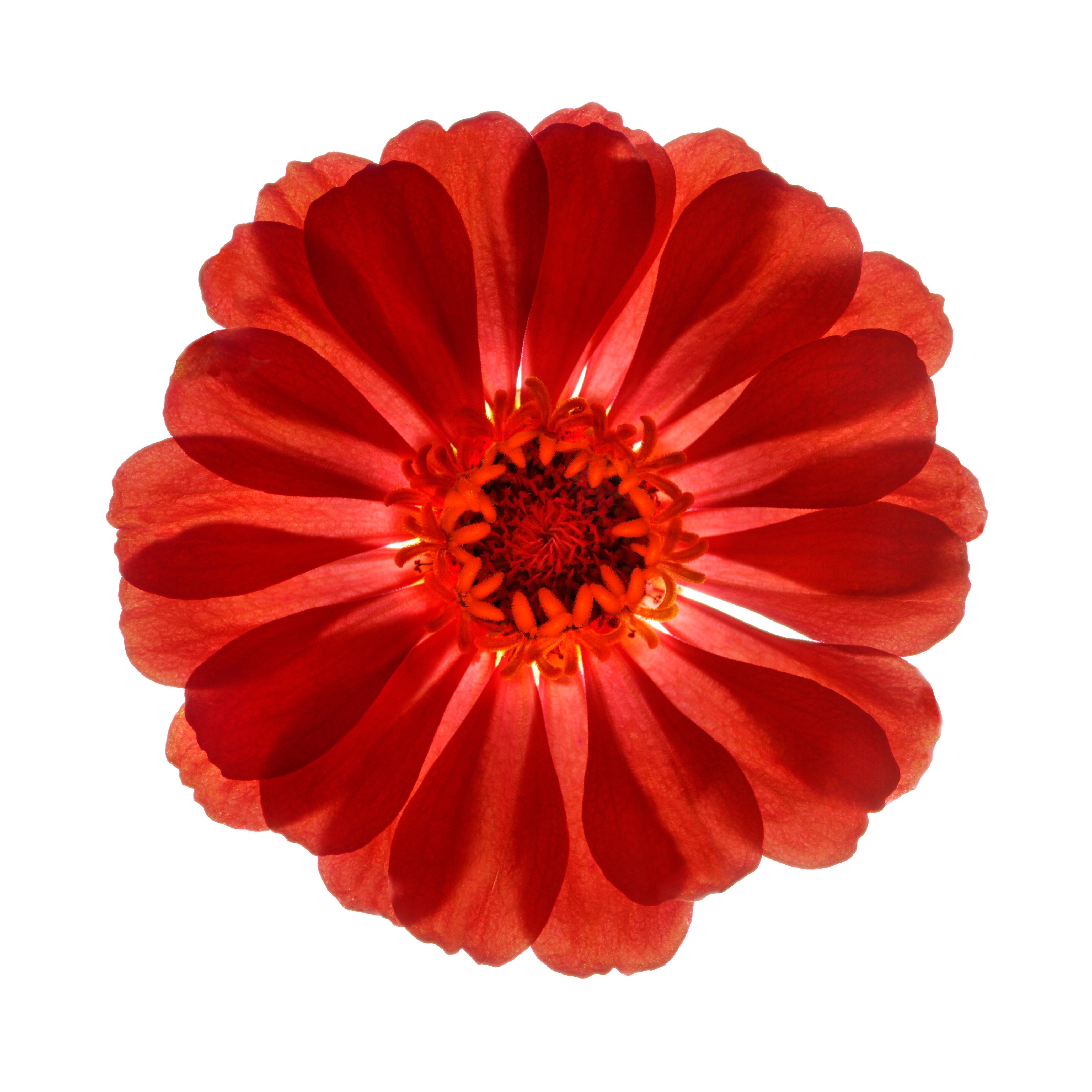 Chad Kleitsch - Untitled Flower # 87, Photography 2005, Printed After