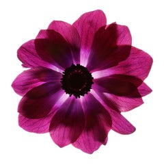 Chad Kleitsch - Flor sin título nº 88, Fotografía 2005, Impresión posterior