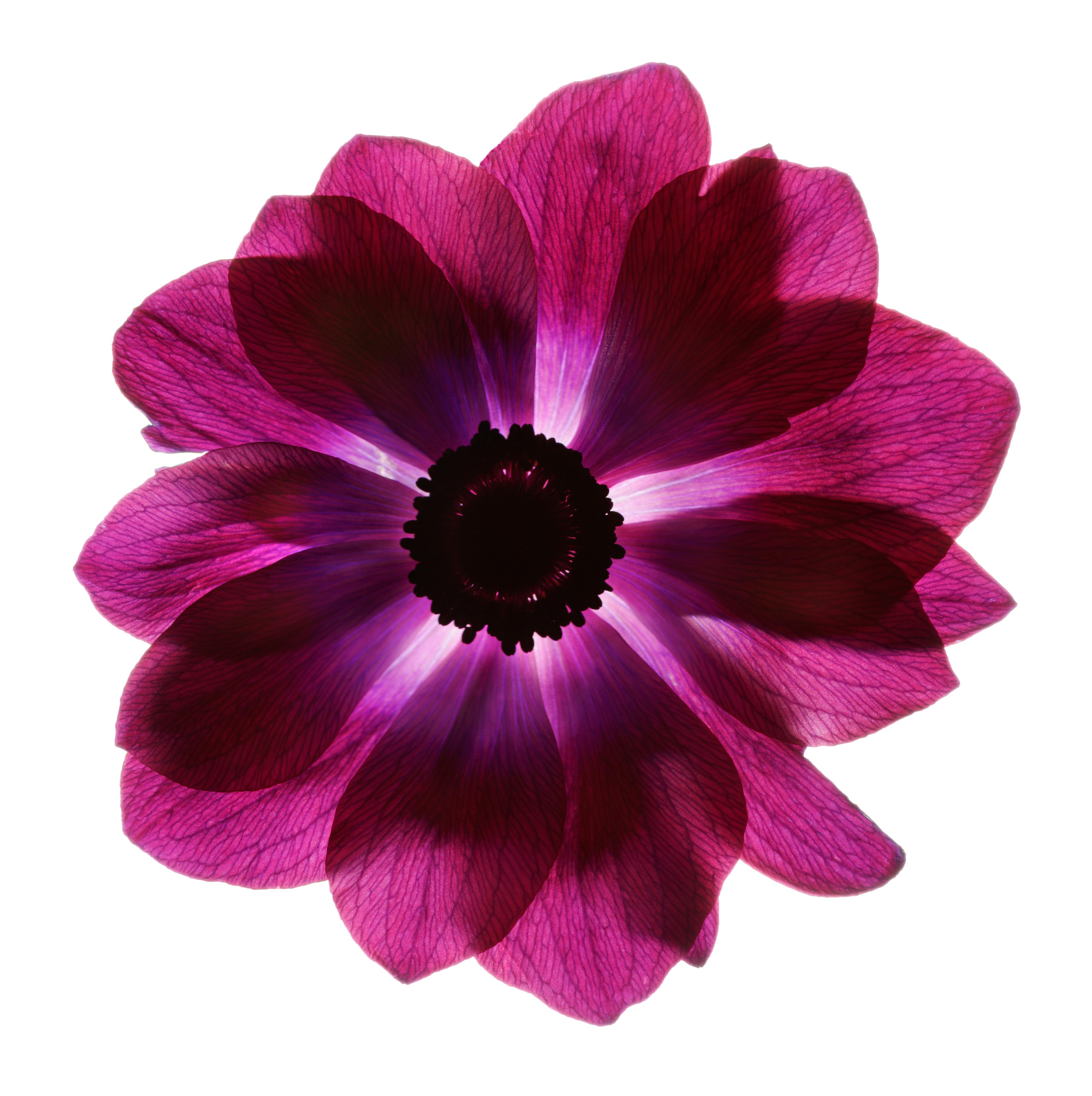 Chad Kleitsch - Fleur n° 88, photographie de 2005, imprimée d'après