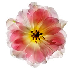 Chad Kleitsch - Flor sin título nº 89, Fotografía 2005, Impresión posterior