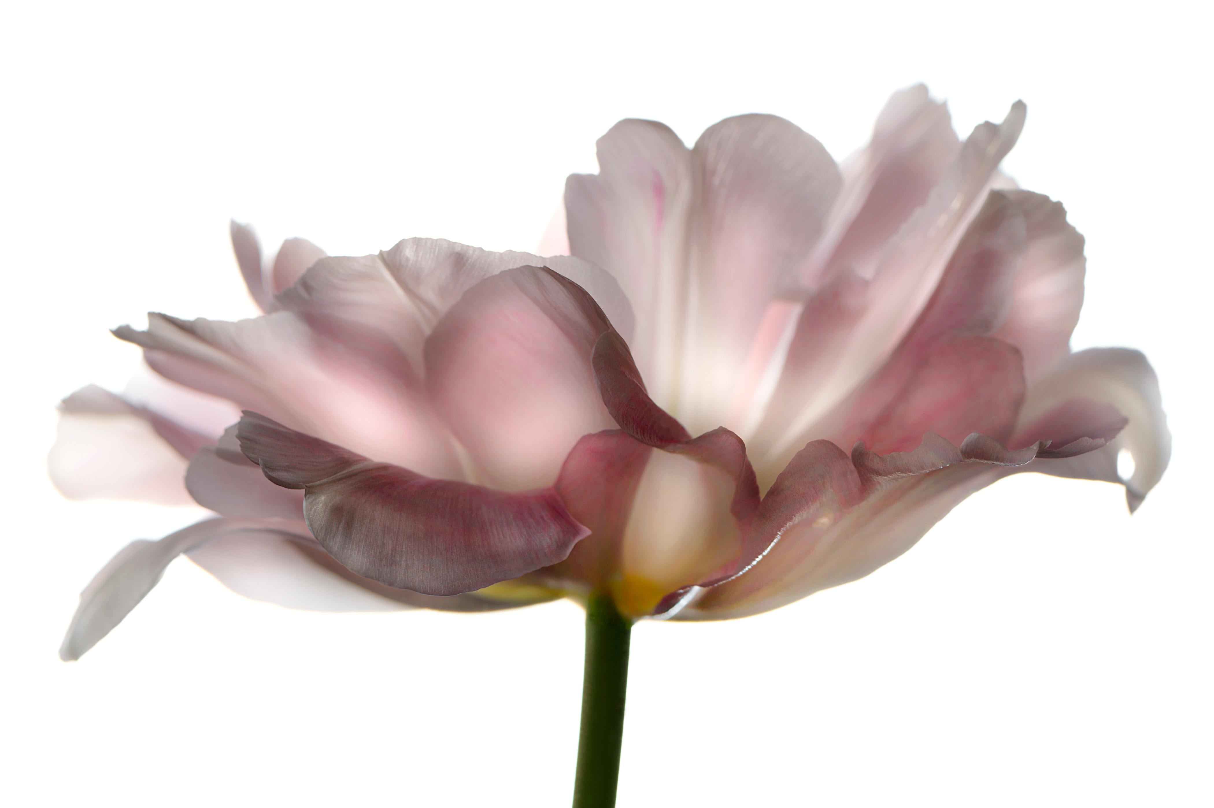 Chad Kleitsch - Untitled Flower # 90, Photography 2005, Printed After