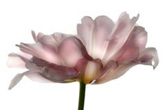 Chad Kleitsch - Untitled Flower # 90, Photography 2005, Printed After