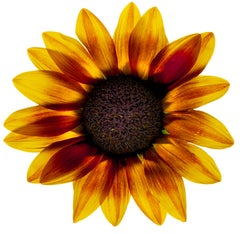 Chad Kleitsch - Flor sin título nº 93, Fotografía 2003, Impresión posterior