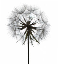 Chad Kleitsch - Flor sin título nº 98, Fotografía 2006, Impresión posterior