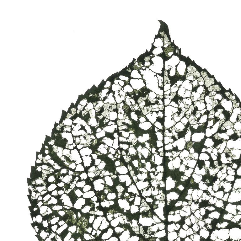 Eaten Leaf- #115 : Photographie scandinave couleur d'une feuille verte - Nature morte - Gris Still-Life Photograph par Chad Kleitsch