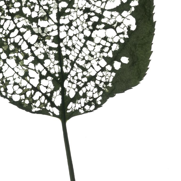 Eaten Leaf- #115 : Photographie scandinave couleur d'une feuille verte - Nature morte en vente 1
