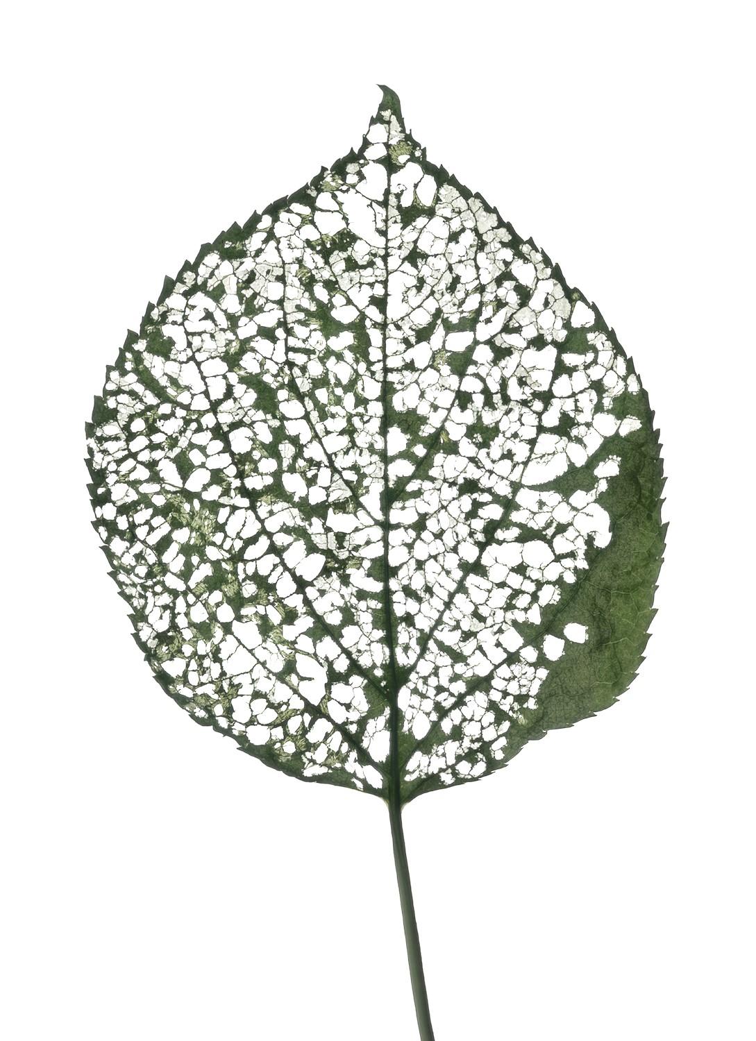 Chad Kleitsch Still-Life Photograph - Eaten Leaf- #115: Still Life Color Scanography Photograph of a Green Leaf