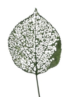 Eaten Leaf- #115: Still Life Color Scanography Photograph of a Green Leaf