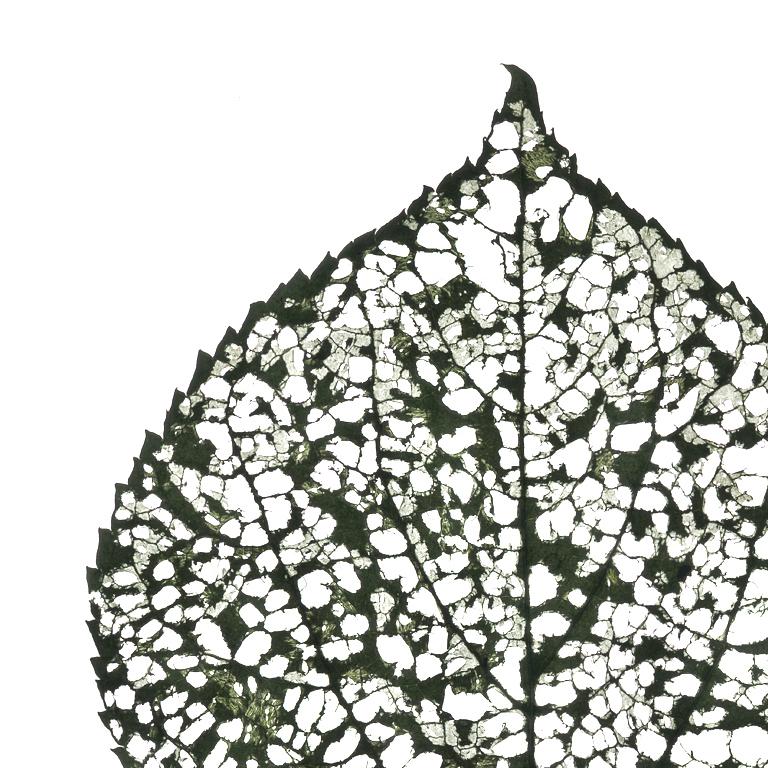 Hoja carcomida - #115: Fotografía escanográfica en color de naturaleza muerta de hoja verde - Photograph de Chad Kleitsch