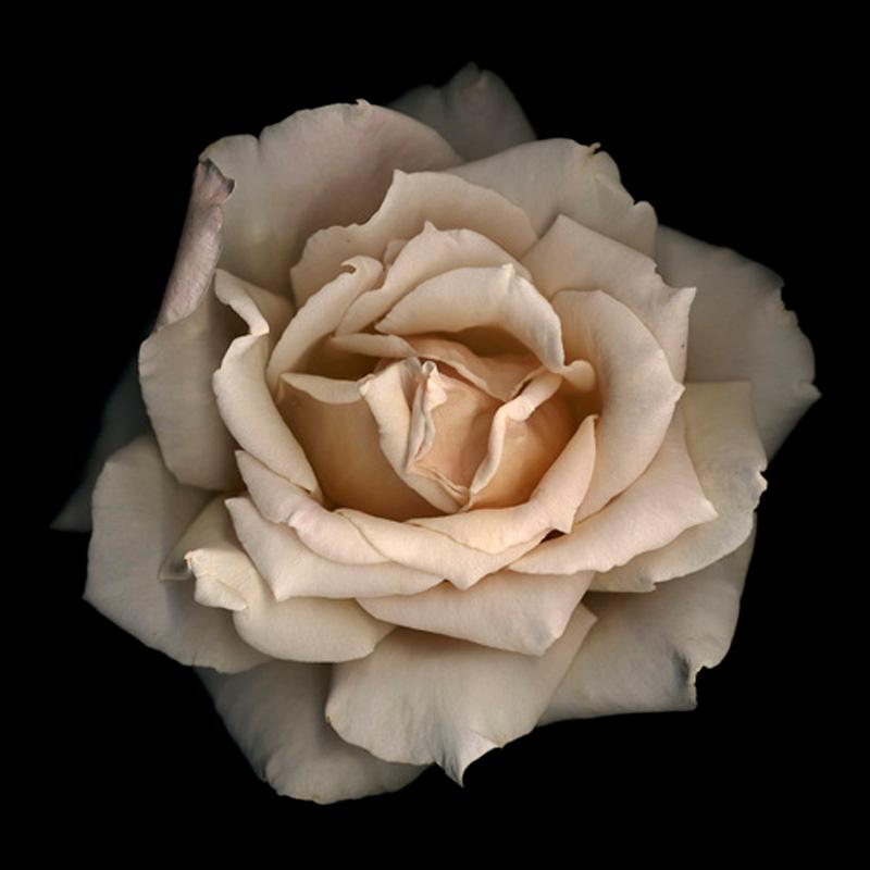 Still-Life Photograph Chad Kleitsch - No. 11 (Photographie de nature morte de fleur encadrée d'une rose pâle sur noir) 
