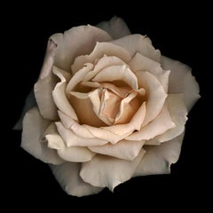 No. 11 (Framed Flower Still Life Photograph of a Pale Pink Rose on Black)