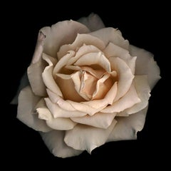 Nr. 11 (gerahmte Blumenstilllebenfotografie einer blassrosa Rose auf Schwarz) 