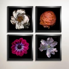 N. 13 (Fotografia di natura morta incorniciata di un fiore di peonia bianco su sfondo nero)