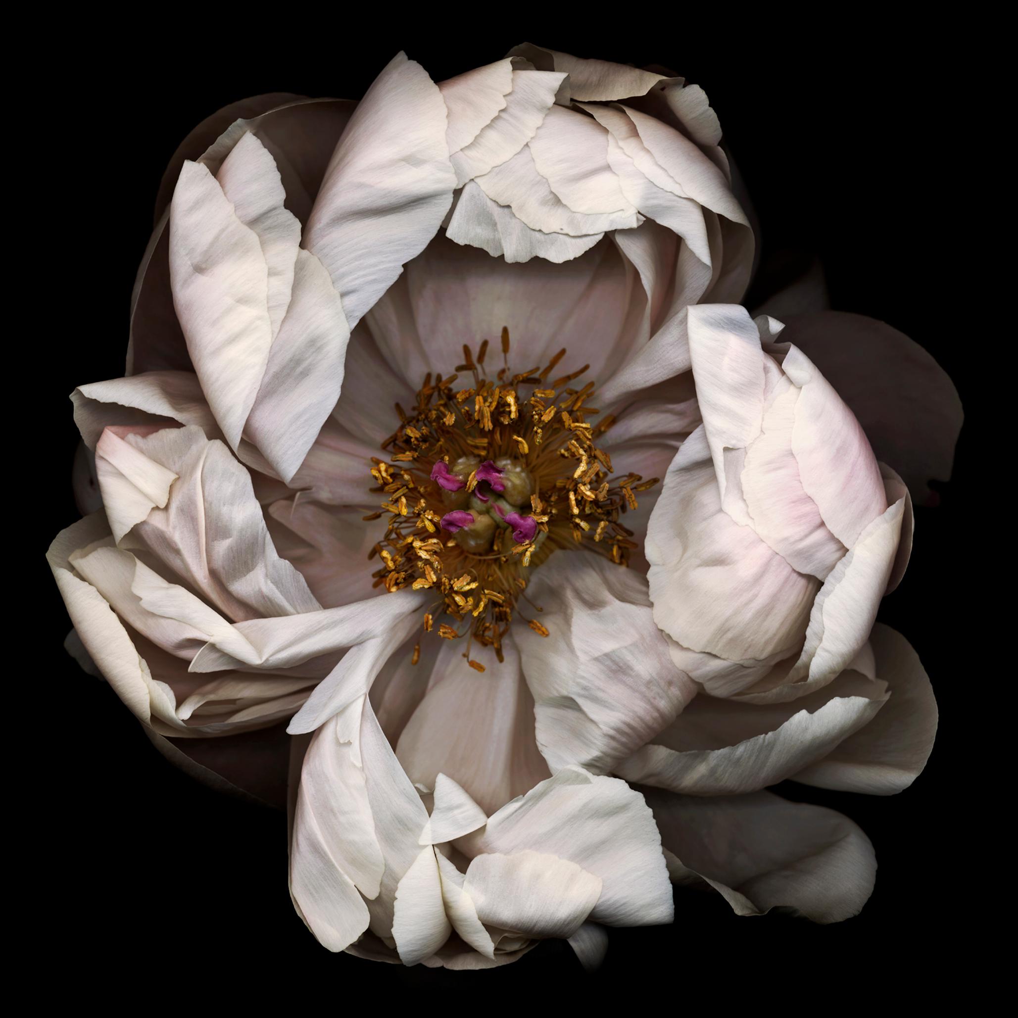 Chad Kleitsch Still-Life Photograph – Nr. 13 (gerahmte Stilllebenfotografie einer weißen Pfingstroseblume auf Schwarz) 