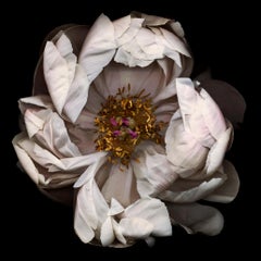 Nº 13 (Fotografía enmarcada de un bodegón de una flor de peonía blanca sobre negro)