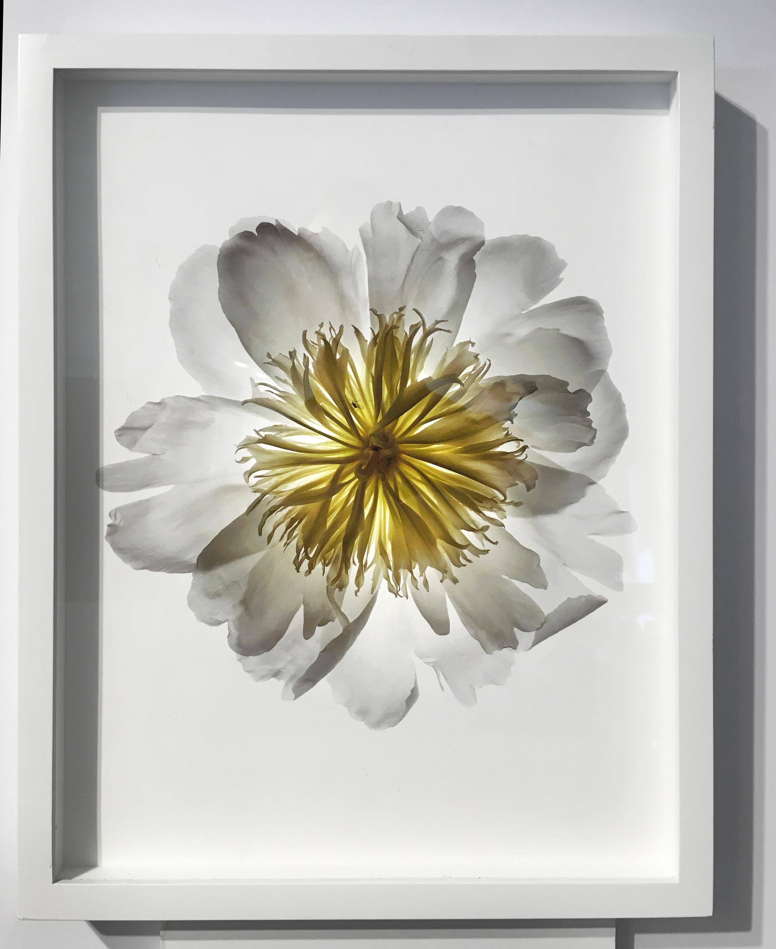 Photographie encadrée d'une nature morte florale représentant une pivoine blanche et jaune pâle sur un fond noir uni 
