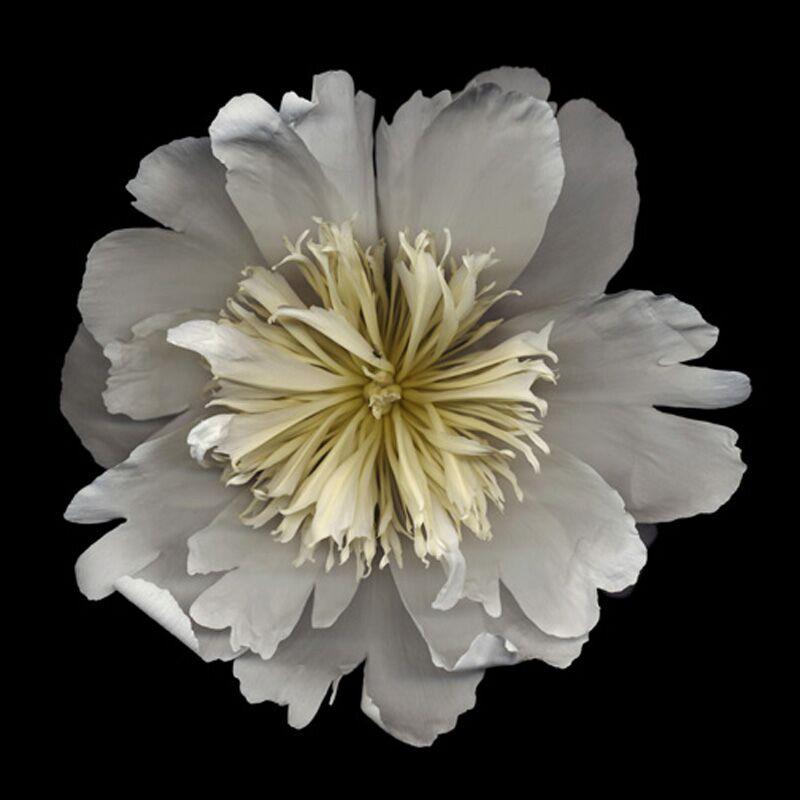 Color Photograph Chad Kleitsch - No. 18 (Photographie de nature morte de fleur encadrée d'une pivoine blanche sur noir) 