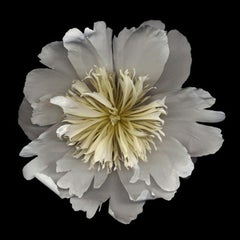 Nº 18 (Fotografía de bodegón floral enmarcada de una peonía blanca sobre negro)