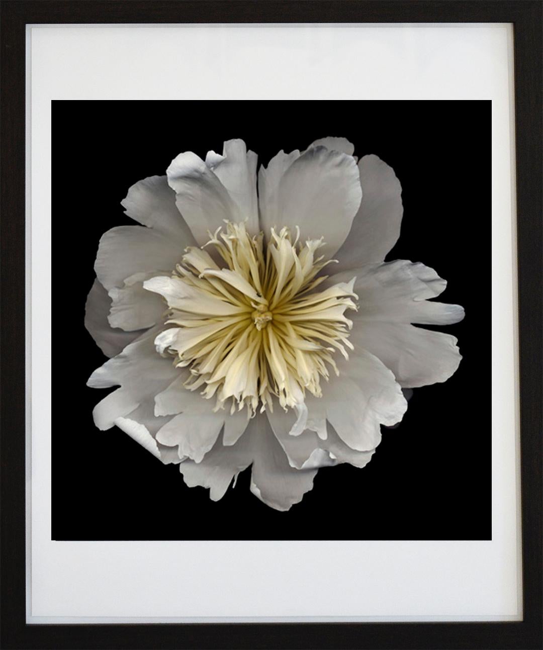 Chad Kleitsch Color Photograph - No. 18 (Framed Flower Still Life Photograph of a White Peony on Black) 