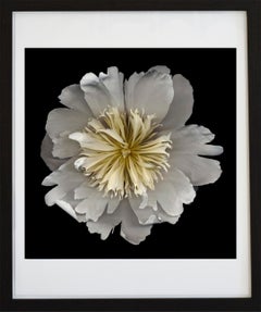 No. 18 (Photographie de nature morte de fleur encadrée d'une pivoine blanche sur noir)