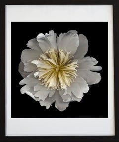 No. 18 (Framed Flower Still Life Photograph of a White Peony on Black) 