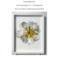 No. 21 (Framed Still Life Photograph of a Pastel Orange Rose Flower on White)