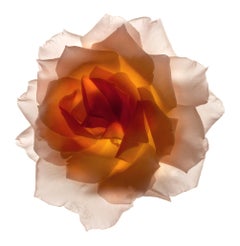 Nr. 21 (gerahmte Stilllebenfotografie einer pastellfarbenen orangefarbenen Rosenblume auf Weiß) 