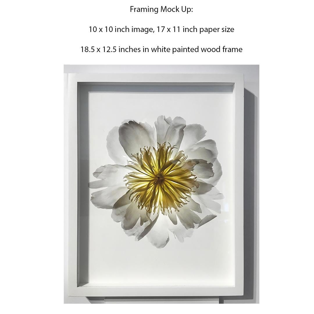 Photographie encadrée d'une nature morte représentant un iris blanc sur un fond blanc éclatant.
