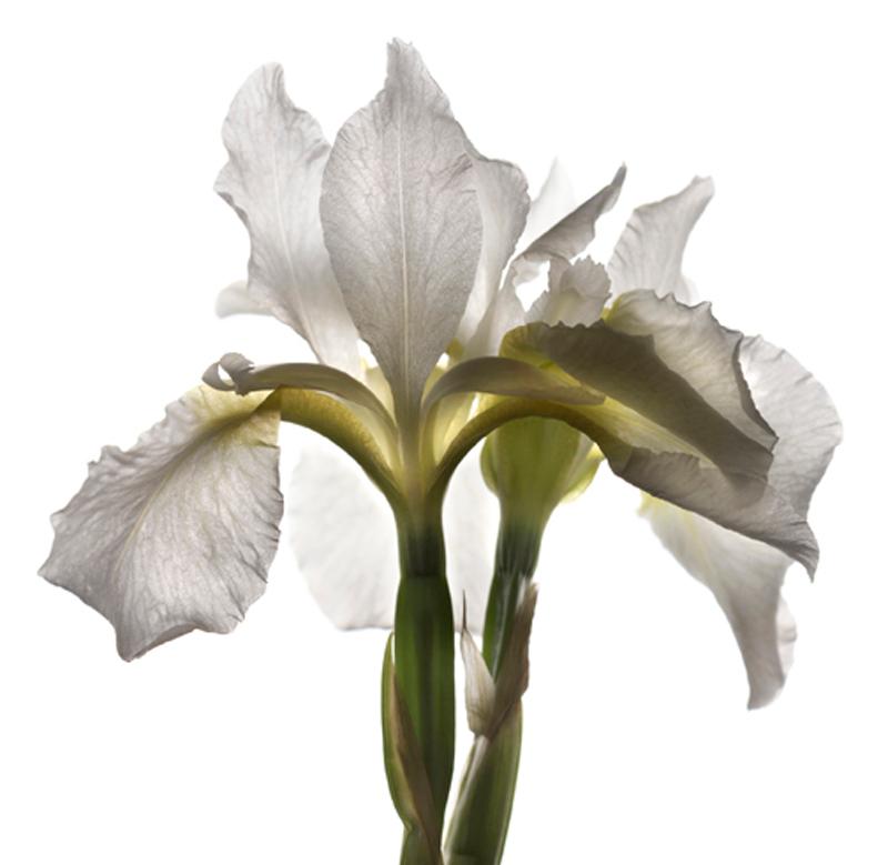 Color Photograph Chad Kleitsch - No. 31  (Photographie de nature morte encadrée d'un iris blanc)