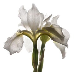 No. 31  (Framed Still Life Photograph of a White Iris) 