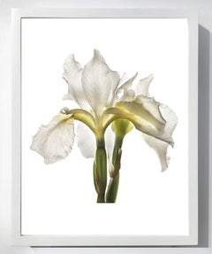 No. 31 & No. 115 (Two Framed Still Life Photographs of Botanicals)