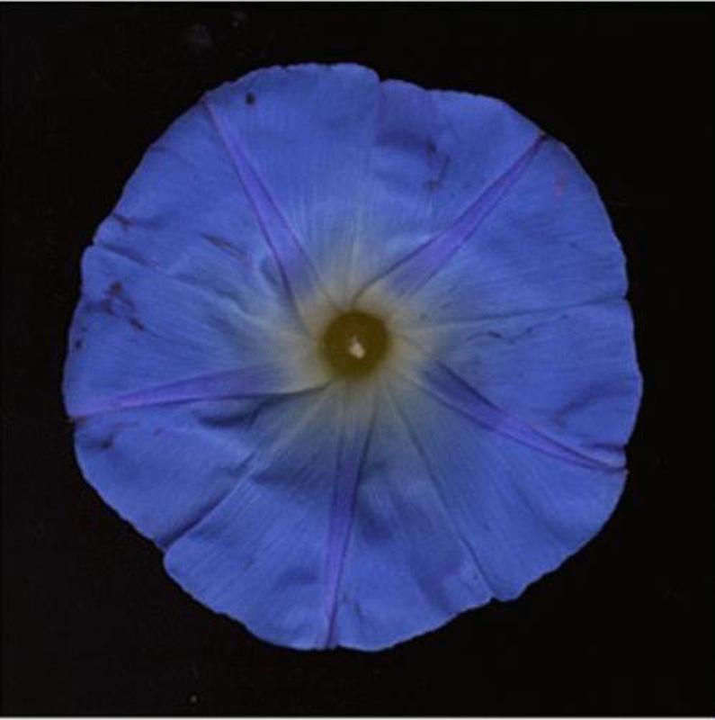 Chad Kleitsch Still-Life Photograph - No. 36 (Framed Still Life Photograph of an Indigo Blue Flower on Black) 