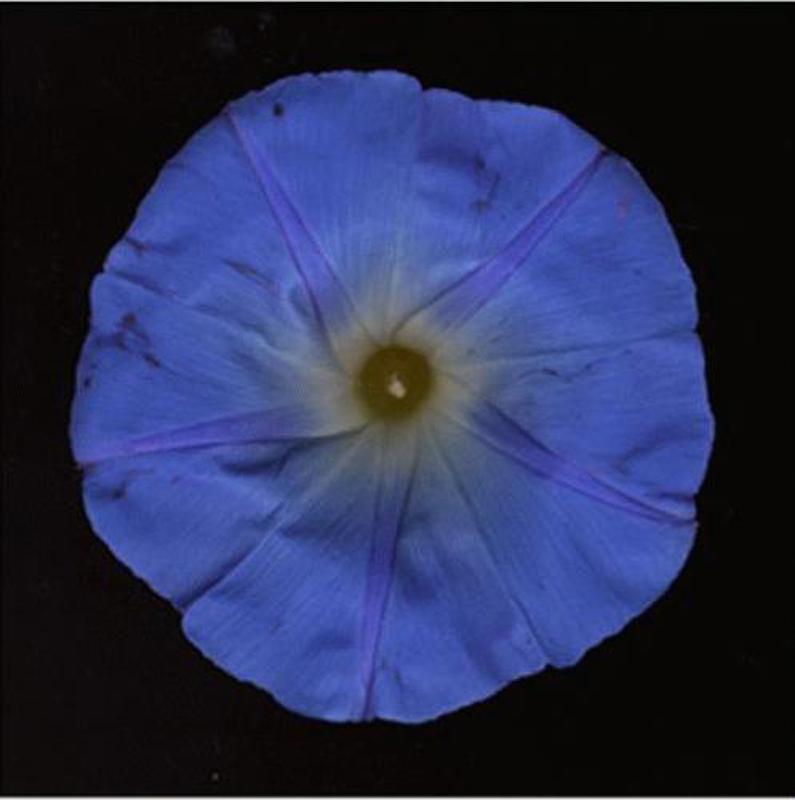 No. 36 (Framed Still Life Photograph of an Indigo Blue Flower on Black)