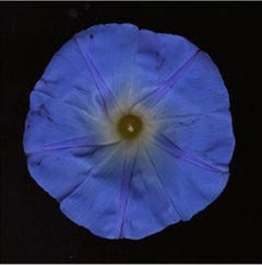 Nr. 36 (gerahmte Stilllebenfotografie einer indigoblauen Blume auf Schwarz) 