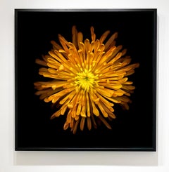 No. 41 (Flower Still Life Photograph of an Orange Yellow Mum Flower on Black)