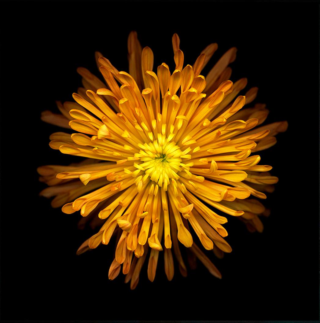Chad Kleitsch Still-Life Photograph - No. 41 (Flower Still Life Photograph of an Orange Yellow Mum Flower on Black) 