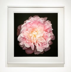 No. 47 (Framed Flower Still Life Photograph of a Pink Peony on Black)