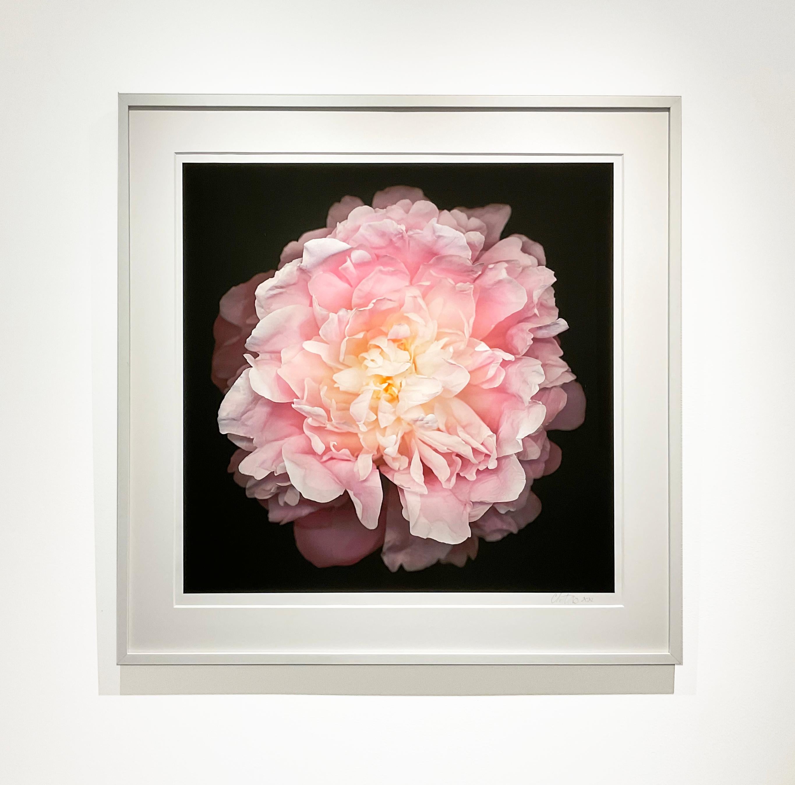 Nr. 47 (Fragmentierte Blumenstilllebenfotografie einer rosa Pfingstrose auf Schwarz)  (Zeitgenössisch), Photograph, von Chad Kleitsch