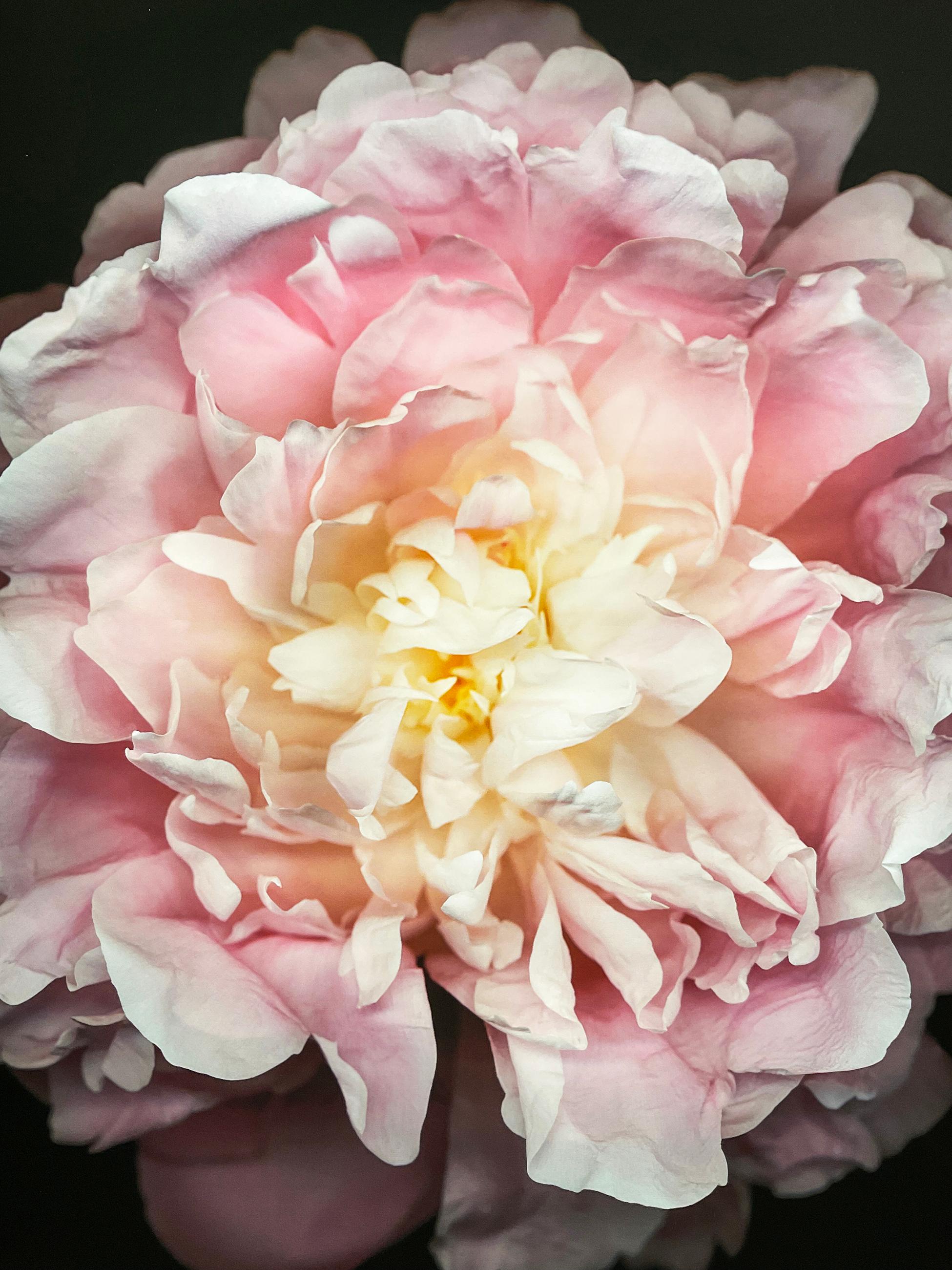 Nr. 47 (Fragmentierte Blumenstilllebenfotografie einer rosa Pfingstrose auf Schwarz)  im Angebot 2