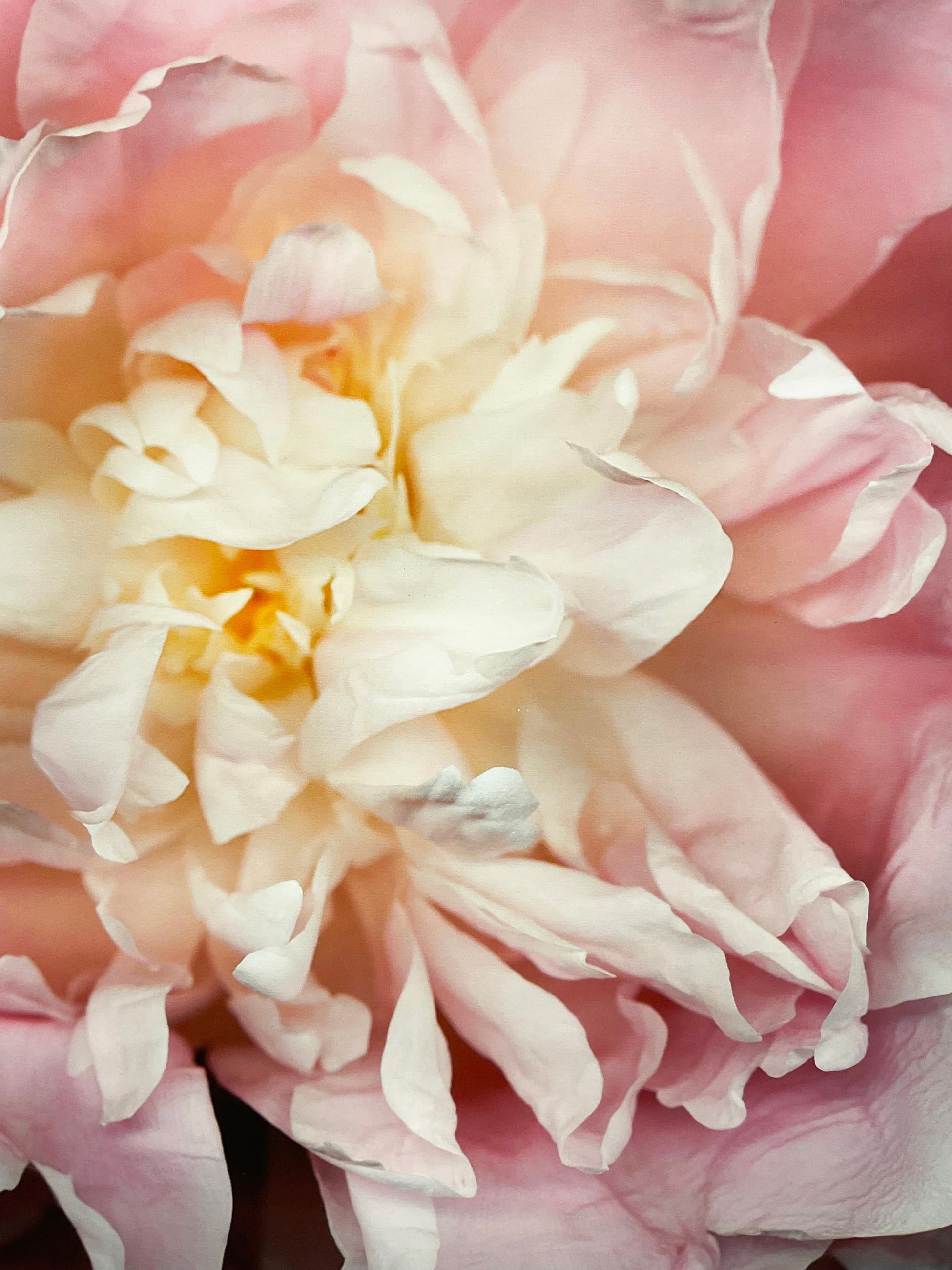 Nr. 47 (Fragmentierte Blumenstilllebenfotografie einer rosa Pfingstrose auf Schwarz)  im Angebot 3