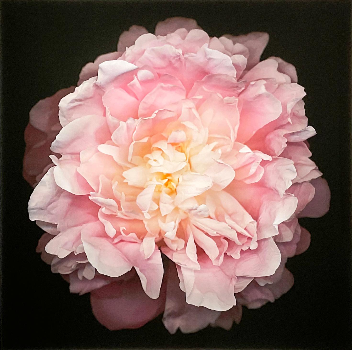 Chad Kleitsch Still-Life Photograph – Nr. 47 (Fragmentierte Blumenstilllebenfotografie einer rosa Pfingstrose auf Schwarz) 