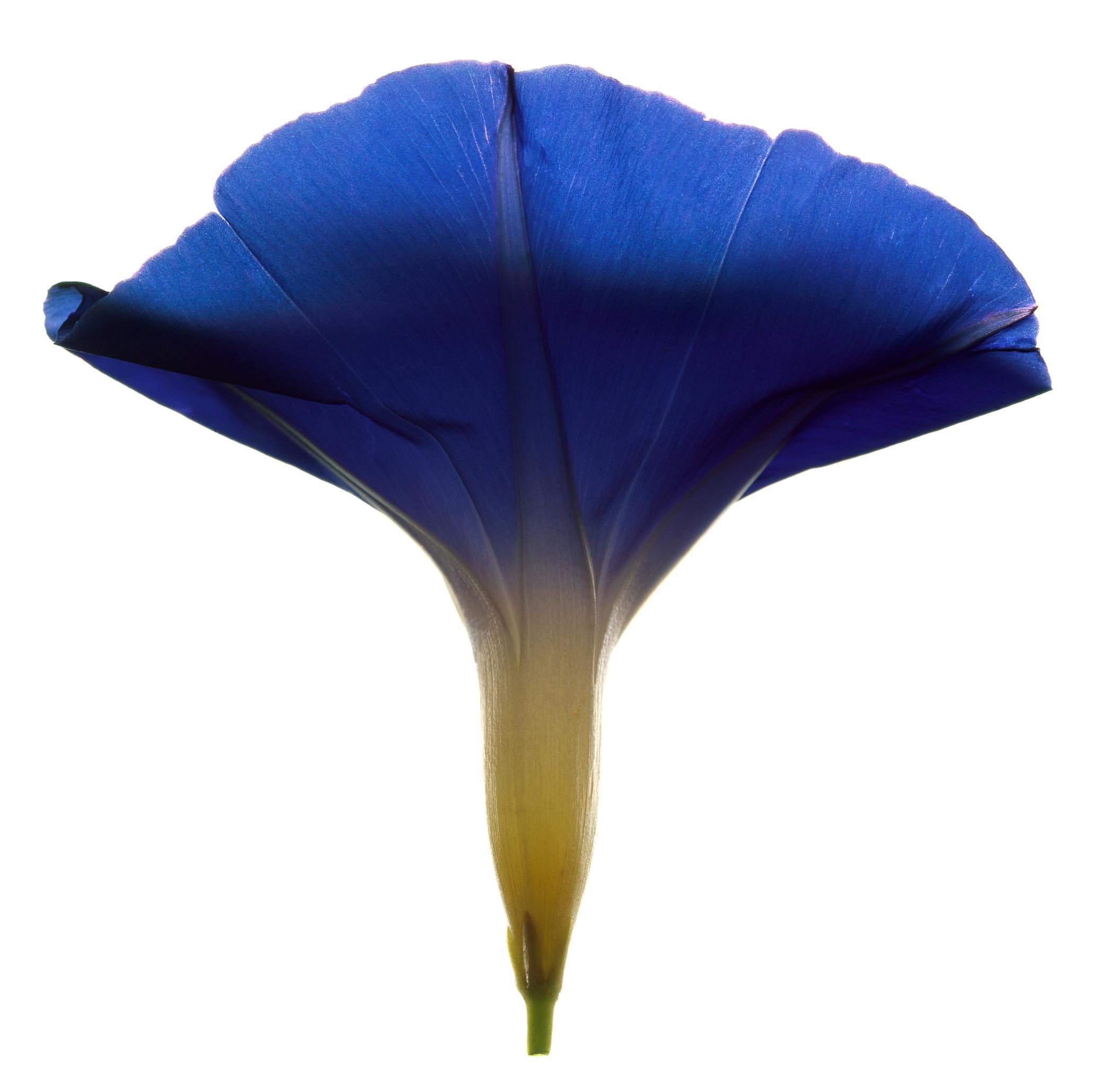 Chad Kleitsch Color Photograph – Nr. 58 (gerahmte Stilllebenfotografie einer indigoblauen Blume auf Weiß) 