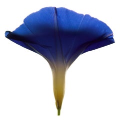 Nr. 58 (gerahmte Stilllebenfotografie einer indigoblauen Blume auf Weiß) 