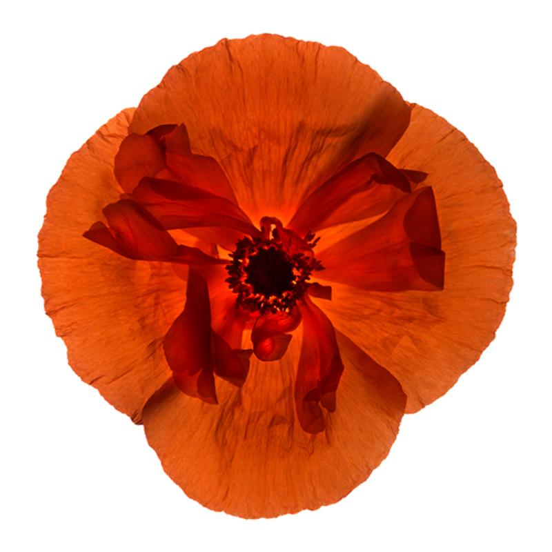 Chad Kleitsch Still-Life Photograph - No. 69 (Framed Still Life Photograph of a Bright Orange Poppy Flower on White) 