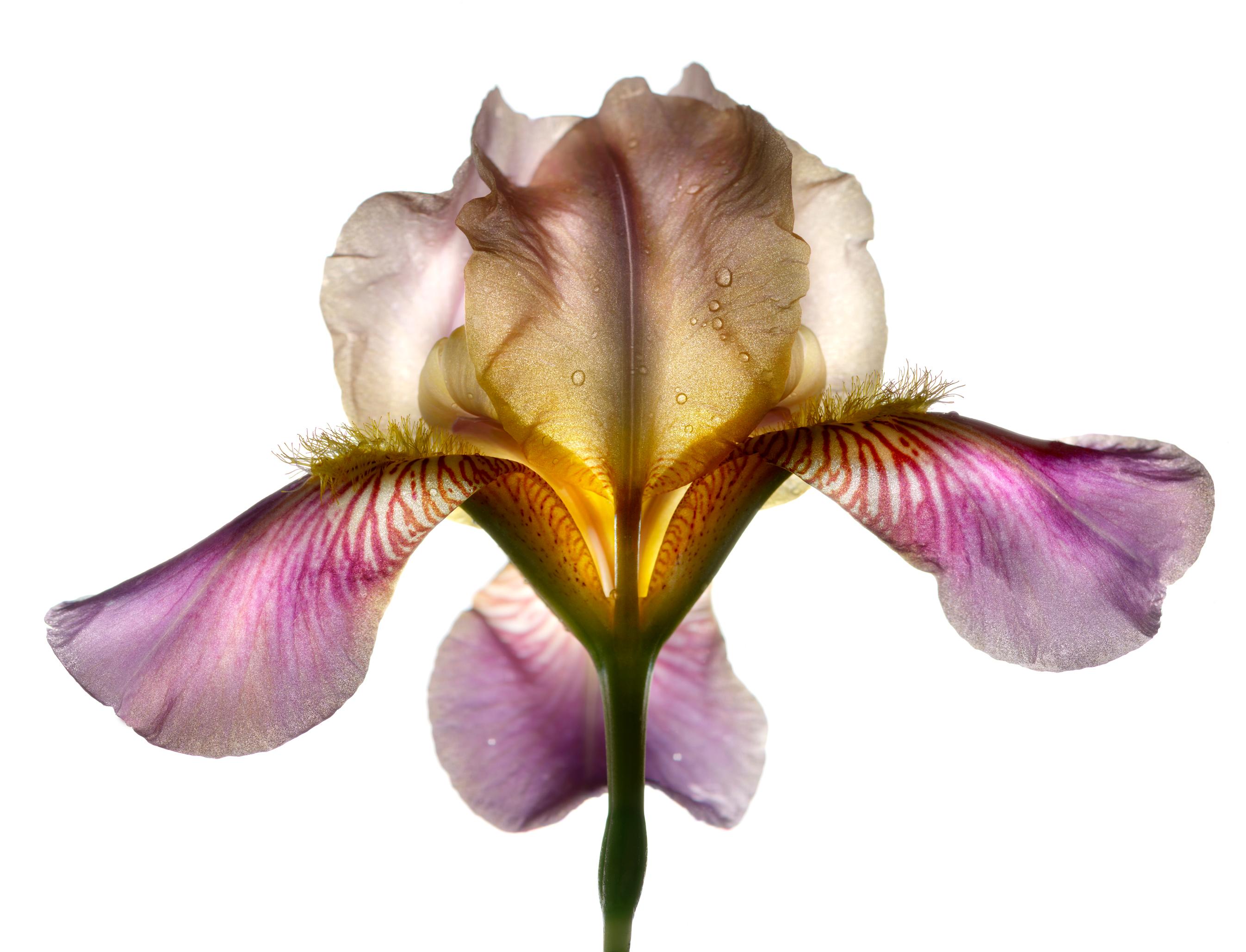 Chad Kleitsch Color Photograph - No. 94 (Framed Still Life Photograph of a Light Purple Iris Flower on White) 