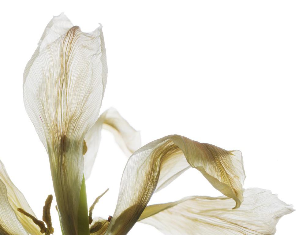 Nummer 149 Weiß (Stillleben-Fotografie einer Tulpenblume auf Weiß) – Photograph von Chad Kleitsch